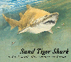 Sand Tiger Shark
